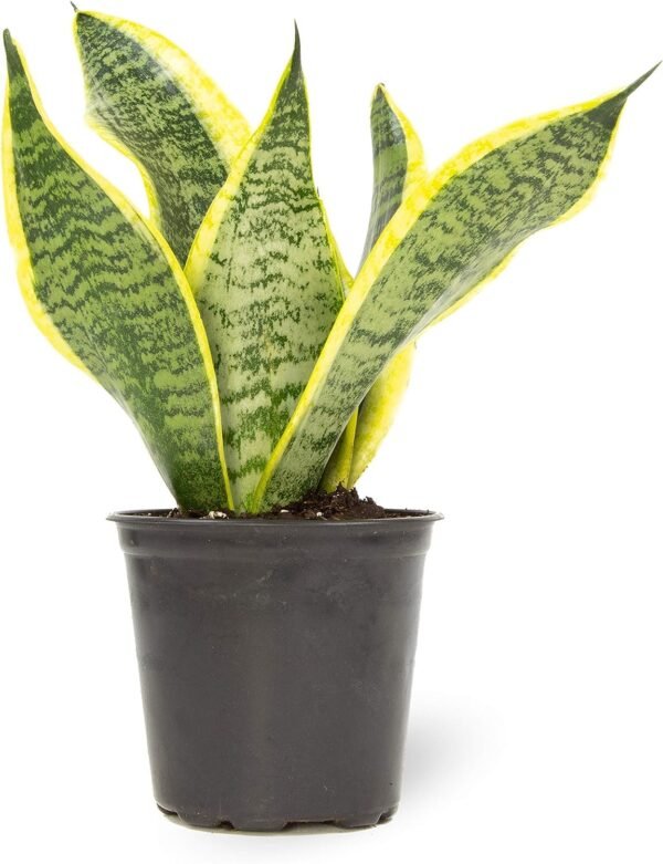 Snake Plant (Sansevieria)