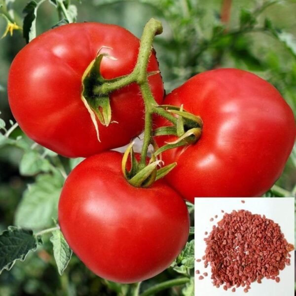 Tomato Hybrid Seeds