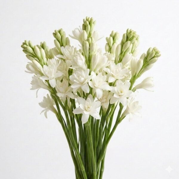 Rajnigandha (Tuberose) Bulbs
